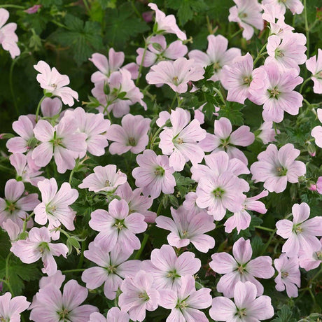 Ciocul Berzei Geranium Dreamland