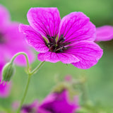 Geranium JS Matu Vu - VERDENA-8-10 cm inaltime livrat in ghiveci de 2 L