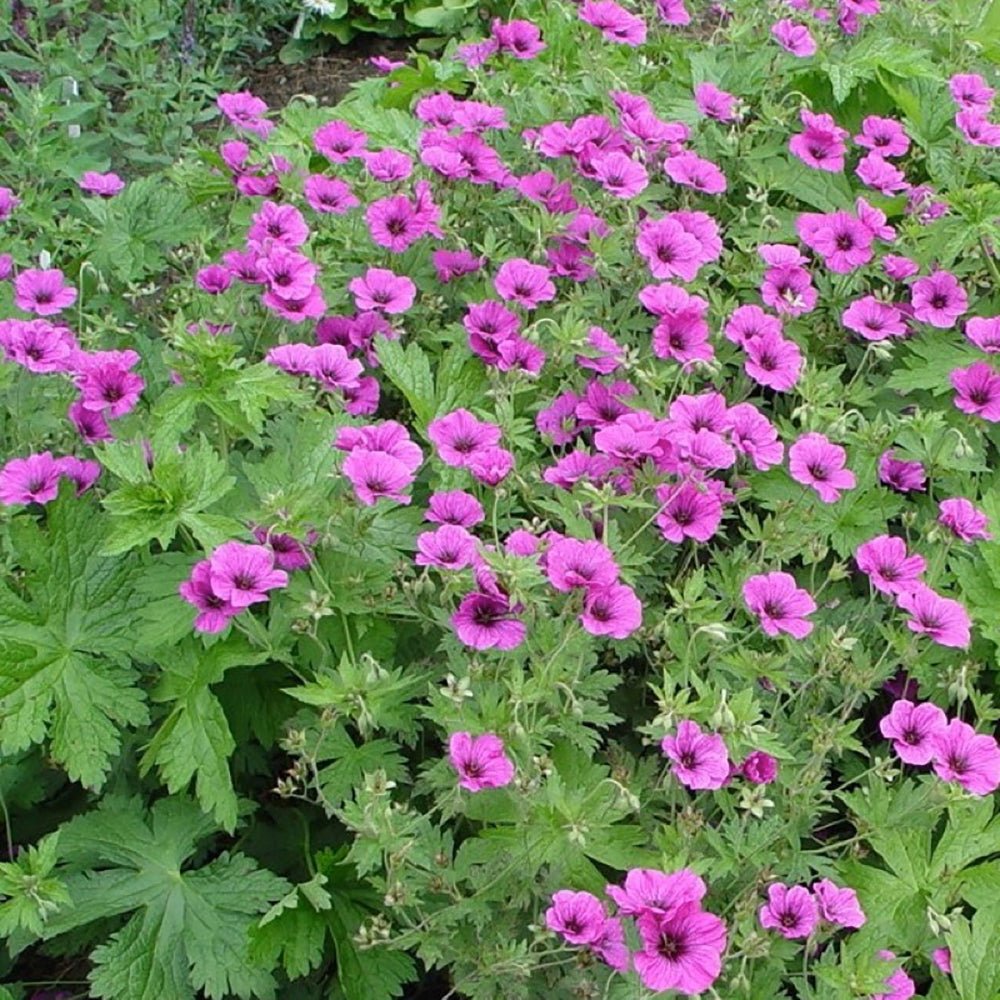 Geranium JS Matu Vu - VERDENA-8-10 cm inaltime livrat in ghiveci de 2 L