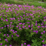 Geranium JS Matu Vu - VERDENA-8-10 cm inaltime livrat in ghiveci de 2 L