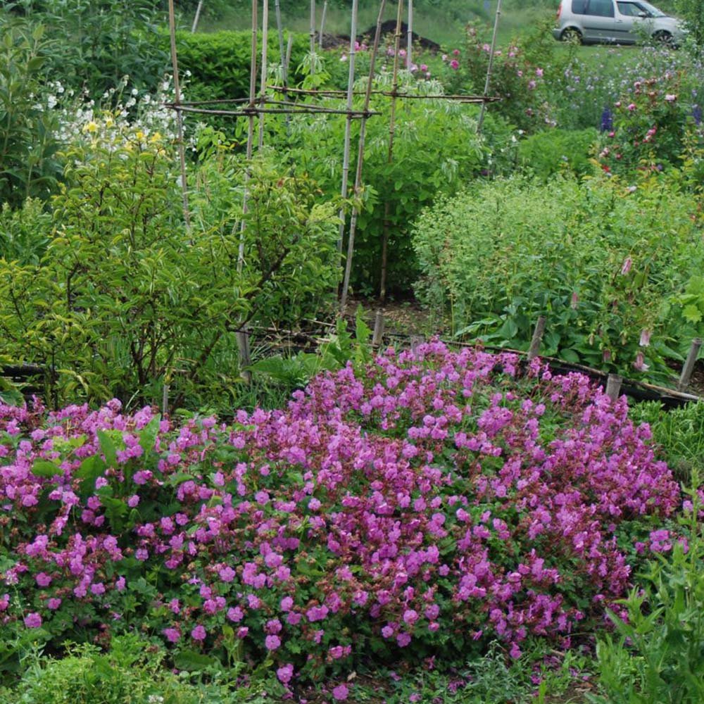 Geranium Karmina - VERDENA-25-30 cm la livrare, in ghiveci de 3 L