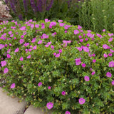 Ciocul Berzei Geranium Max Frei, tarator, cu flori roz-violet