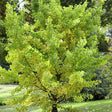 Ginkgo biloba, 100-125 cm la livrare, in ghiveci de 5L