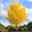 Arborele Pagodelor Mariken (Ginkgo Biloba)