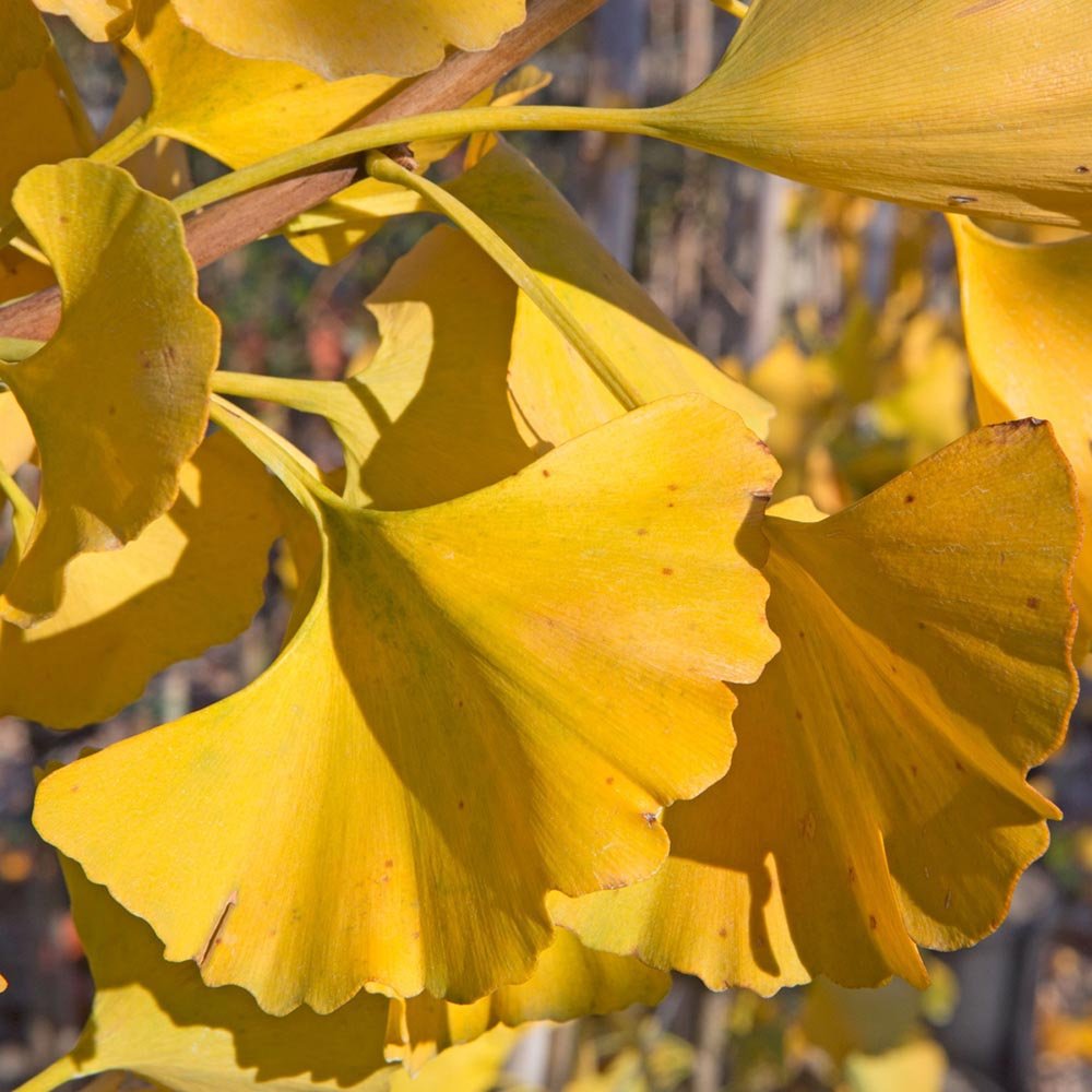 Ginkgo biloba Menhir - VERDENA-50 - 60 cm inaltime livrat in ghiveci de 2 l