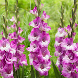 Bulbi de Gladiole Elvive cu flori mari, lila-violet cu nuante de alb si visiniu