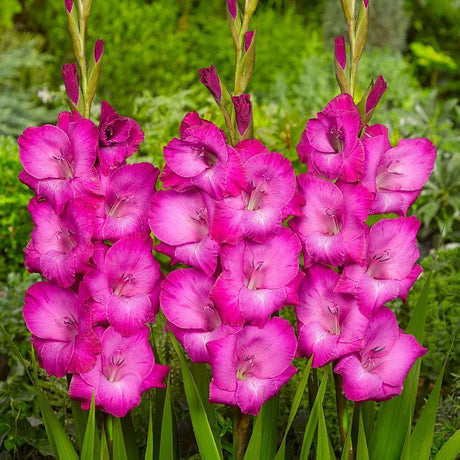 Bulbi de Gladiole Fairy tale Pink cu flori mari, roz aprins