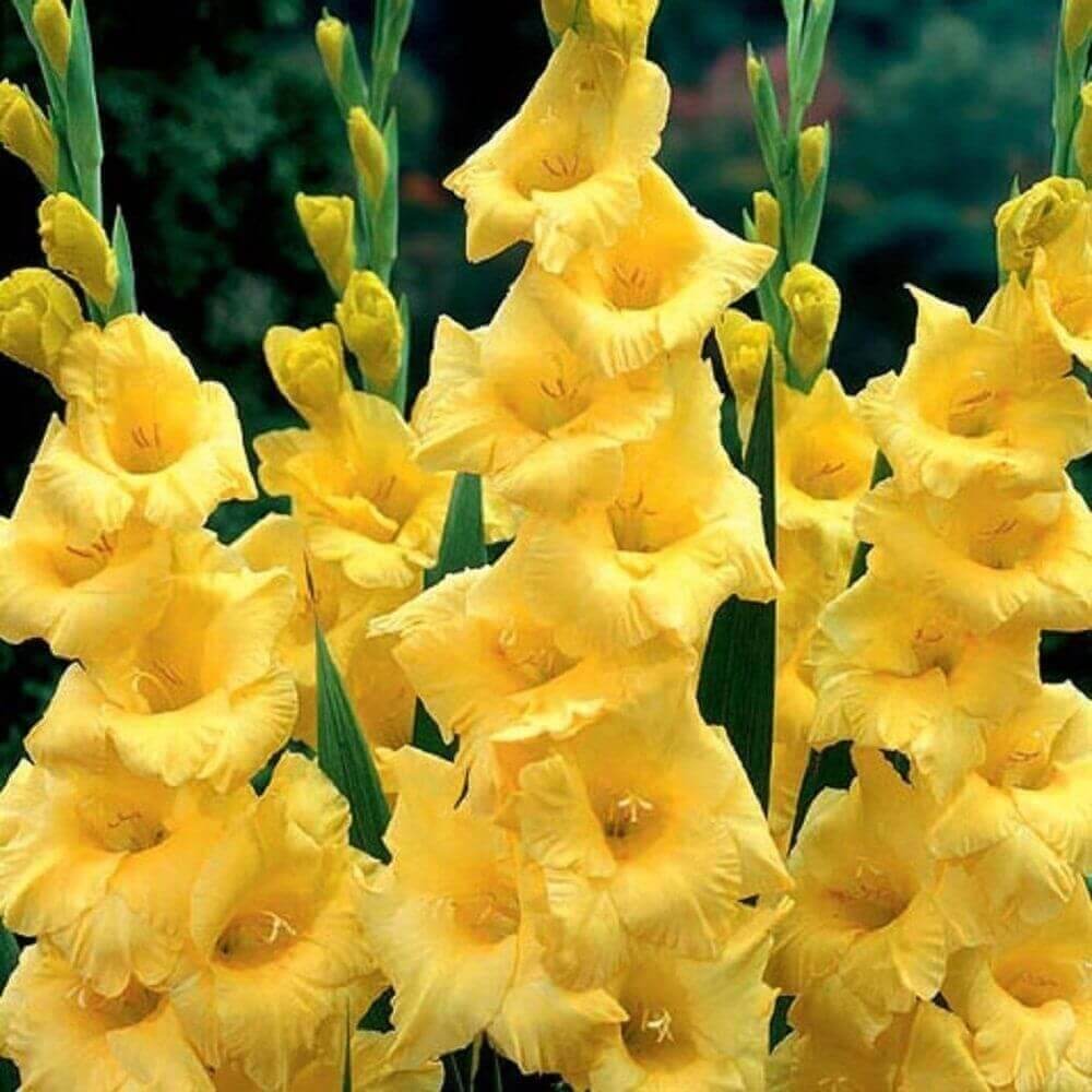 Bulbi de Gladiole Nova Lux cu flori mari, galben-auriu