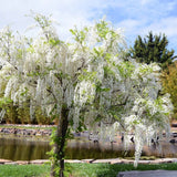 Glicina cataratoare cu flori alb (Wisteria) Kapitan Fui - Tip Copac - VERDENA-Tulpina 50 cm inaltime, livrat in ghiveci de 6 l