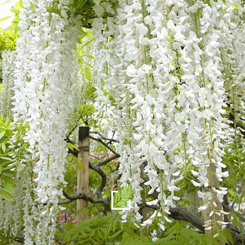 Glicina cataratoare cu flori alb (Wisteria) Kapitan Fui - Tip Copac - VERDENA-Tulpina 50 cm inaltime, livrat in ghiveci de 6 l
