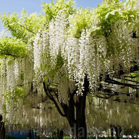 Glicina cataratoare cu flori albe (Wisteria Shiro Kapitan) - VERDENA-150-175 cm inaltime, livrat in ghiveci de 5 l