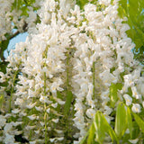 Glicina cataratoare cu flori albe (Wisteria Shiro Kapitan) - VERDENA-150-175 cm inaltime, livrat in ghiveci de 5 l