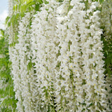 Glicina cataratoare cu flori albe (Wisteria sinensis Alba) - VERDENA-65 cm inaltime, livrat in ghiveci de 2 l