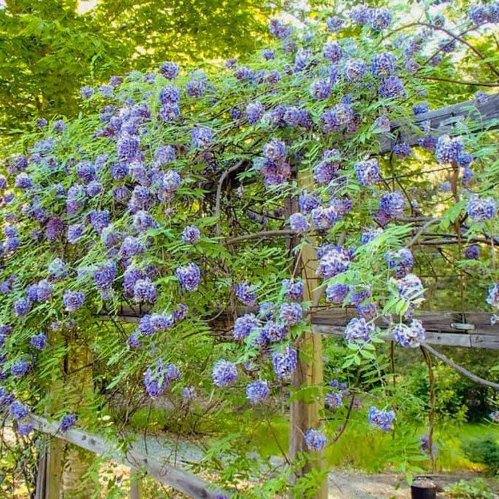 Glicina cataratoare cu flori Mov Albastru (Wisteria) Amethyst Falls - VERDENA-150-175 cm inaltime, livrat in ghiveci de 5.5 l