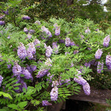 Glicina cataratoare cu flori Mov Albastru (Wisteria) Amethyst Falls - VERDENA-150-175 cm inaltime, livrat in ghiveci de 5.5 l