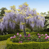 Glicina cataratoare cu flori mov (Wisteria) Yokohama Fuyi - Tip Copac - VERDENA-Tulpina 50 cm inaltime, livrat in ghiveci de 6 l