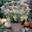 Hebe andersonii Variegata, 30-35 cm la livrare, in ghiveci de 3.5 L