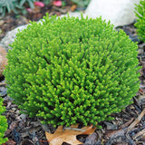 Hebe Green Globe - VERDENA-5-10 cm inaltime livrat in ghiveci de 1.3 L