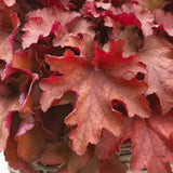 Heuchera Boysenberry, 20-25 cm. la livrare, in ghiveci de 2L