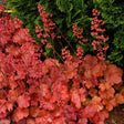 Heuchera Cherry Cola - VERDENA-10-15 cm inaltime, livrat in ghiveci de 2 l