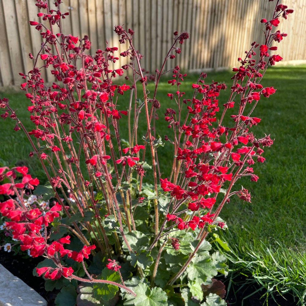Clopotel purpuriu verde-rosu (Heuchera) Coral Forest, acoperitor de sol