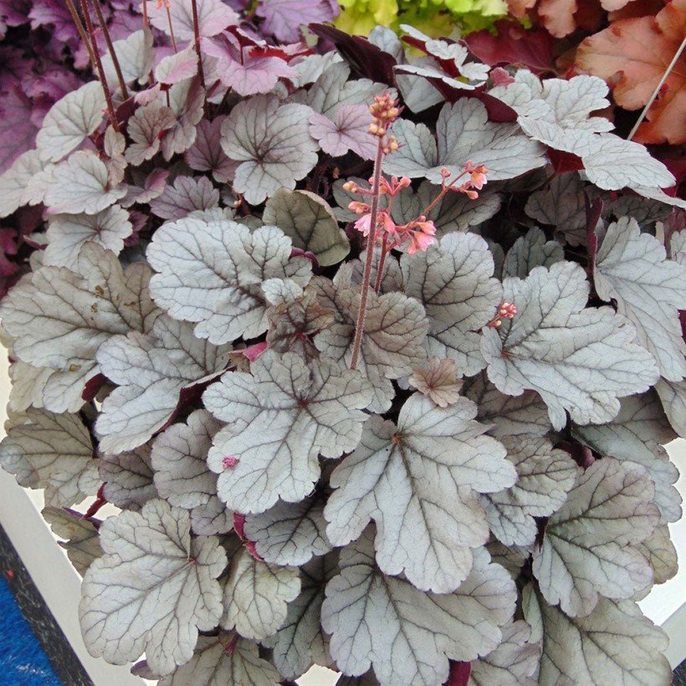 Heuchera Silver Gumdrop - VERDENA-25+ cm inaltime, livrat in ghiveci de 2 l