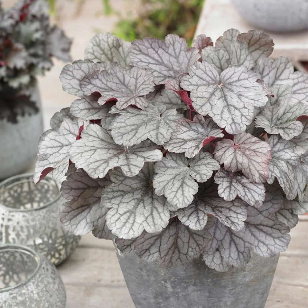 Heuchera Silver Gumdrop - VERDENA-25+ cm inaltime, livrat in ghiveci de 2 l