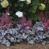 Heuchera Silver Gumdrop - VERDENA-25+ cm inaltime, livrat in ghiveci de 2 l