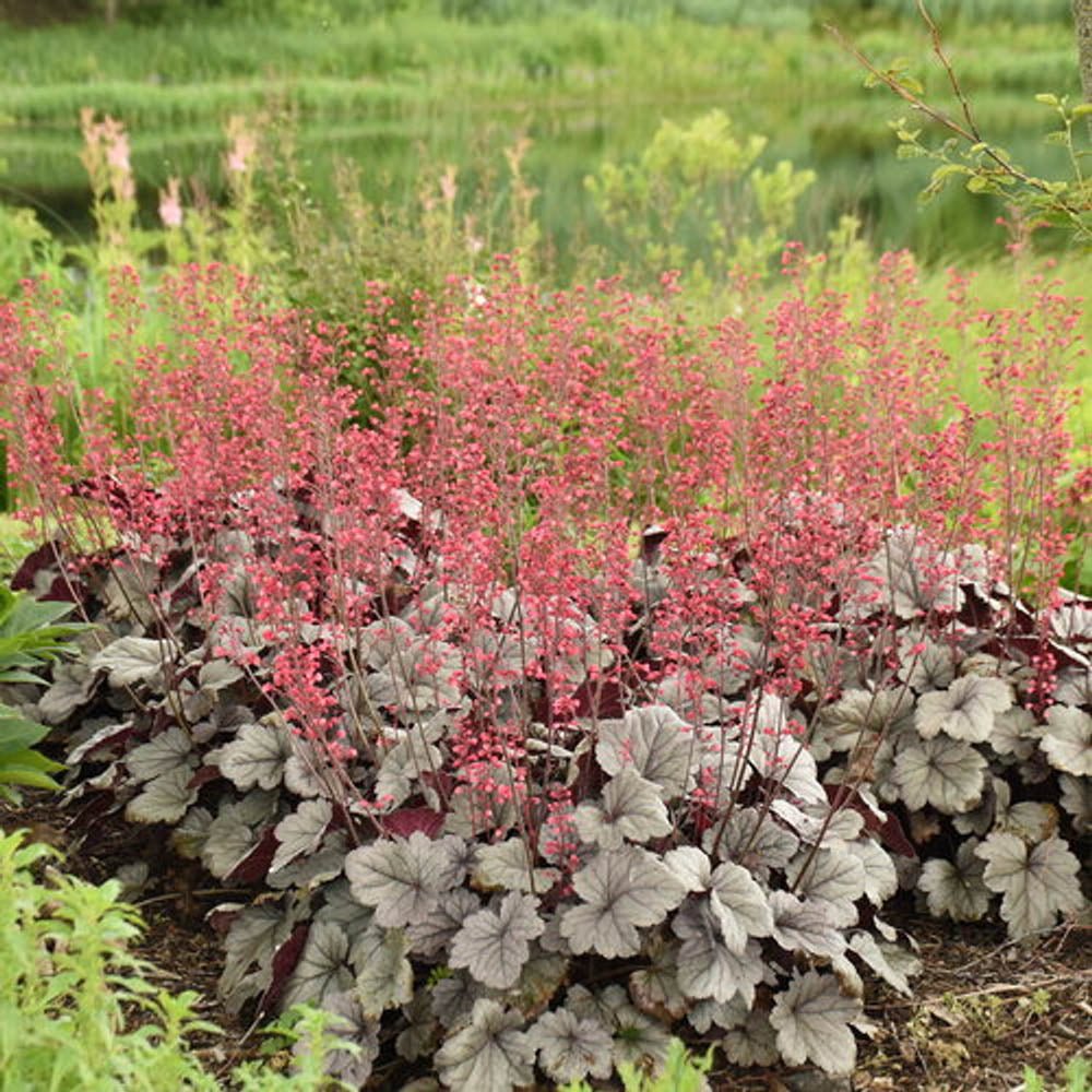 Heuchera Silver Gumdrop - VERDENA-25+ cm inaltime, livrat in ghiveci de 2 l