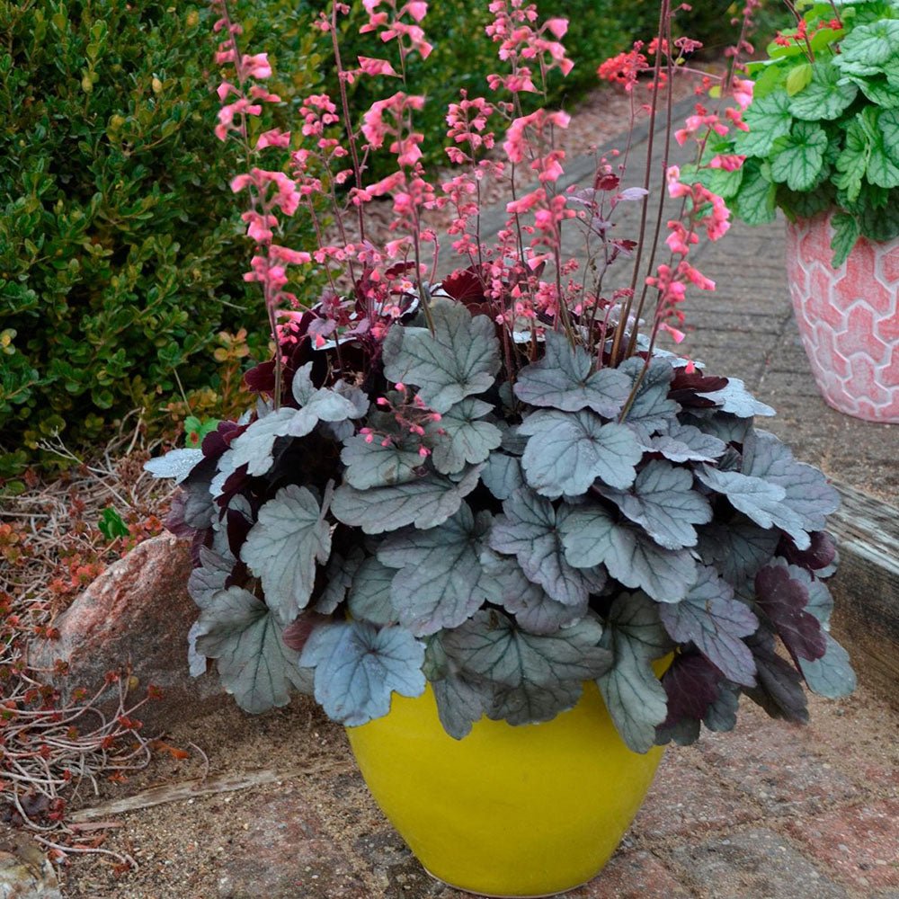 Heuchera Silver Gumdrop - VERDENA-25+ cm inaltime, livrat in ghiveci de 2 l