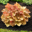 Heuchera Timeles Orange - VERDENA-30-40 cm inaltime livrat in ghiveci de 2 L