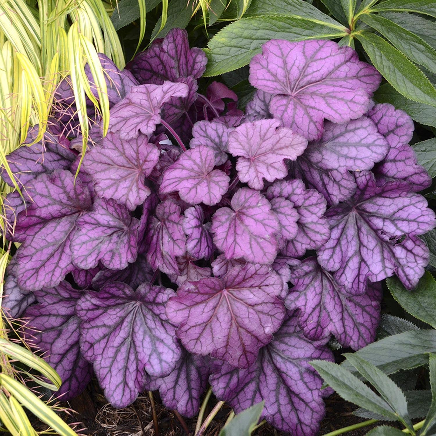 Heuchera Wild Rose - VERDENA-15-20 cm inaltime livrat in ghiveci de 1.5 L