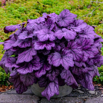 Heuchera Wild Rose - VERDENA-15-20 cm inaltime livrat in ghiveci de 1.5 L
