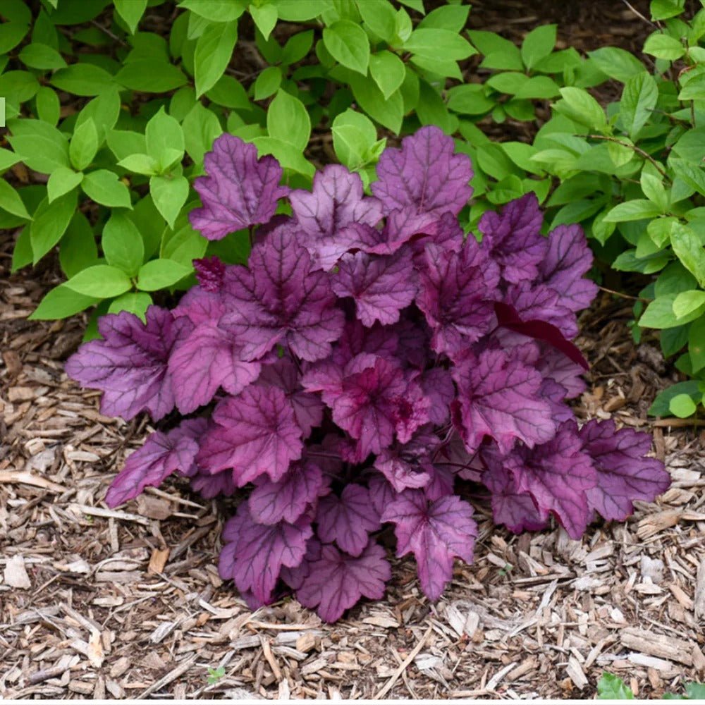 Heuchera Wild Rose, frunze spectaculoase roz si flori delicate - VERDENA-20-40 cm inaltime, livrat in ghiveci de 2 l
