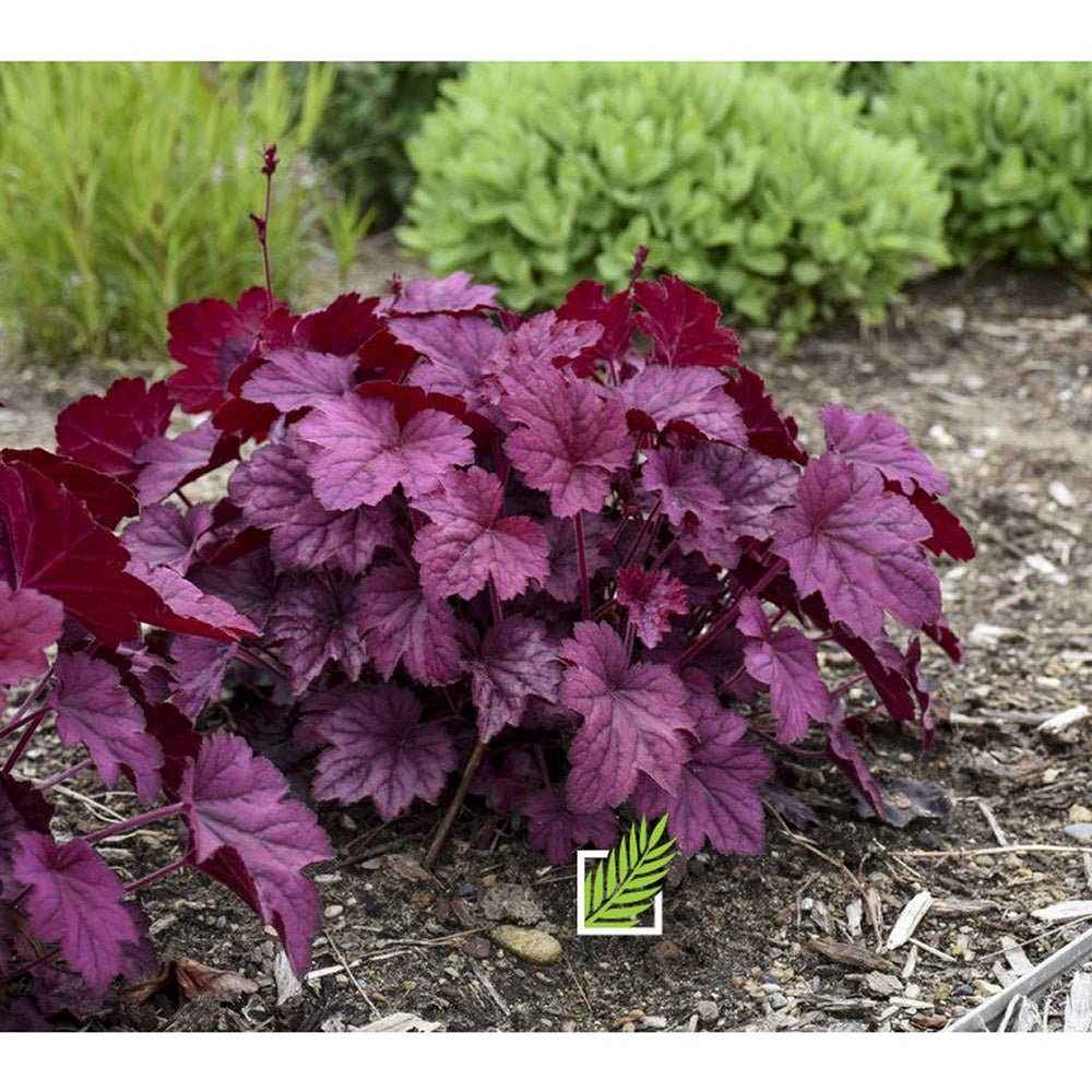 Heuchera Wild Rose, frunze spectaculoase roz si flori delicate - VERDENA-20-40 cm inaltime, livrat in ghiveci de 2 l