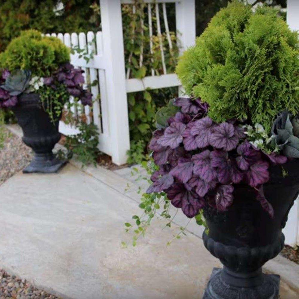 Heuchera Wild Rose, frunze spectaculoase roz si flori delicate - VERDENA-20-40 cm inaltime, livrat in ghiveci de 2 l