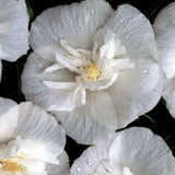 Hibiscus alb Chiffon - VERDENA-40-50 cm inaltime, livrat in ghiveci de 4 l