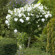 Hibiscus Alb Syriacus - Tip Copac - VERDENA-Tulpina 90 cm inaltime, livrat in ghiveci de 10 l