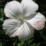 Hibiscus Alb Syriacus - Tip Copac - VERDENA-Tulpina 90 cm inaltime, livrat in ghiveci de 10 l