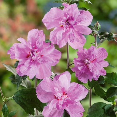 Hibiscus roz-inchis Ardens