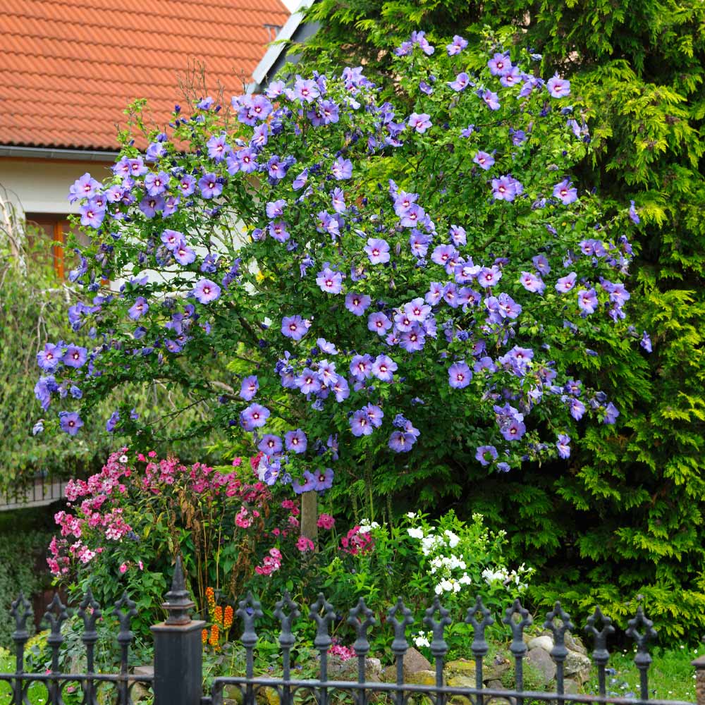 Black Friday - Reduceri Hibiscus Bleu Syriacus - Tip Copac Promotie