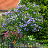 Hibiscus Bleu Syriacus - Tip Copac - VERDENA-Tulpina 90 cm inaltime, livrat in ghiveci de 10 l