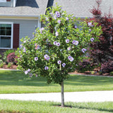 Hibiscus Bleu Syriacus - Tip Copac - VERDENA-Tulpina 90 cm inaltime, livrat in ghiveci de 10 l