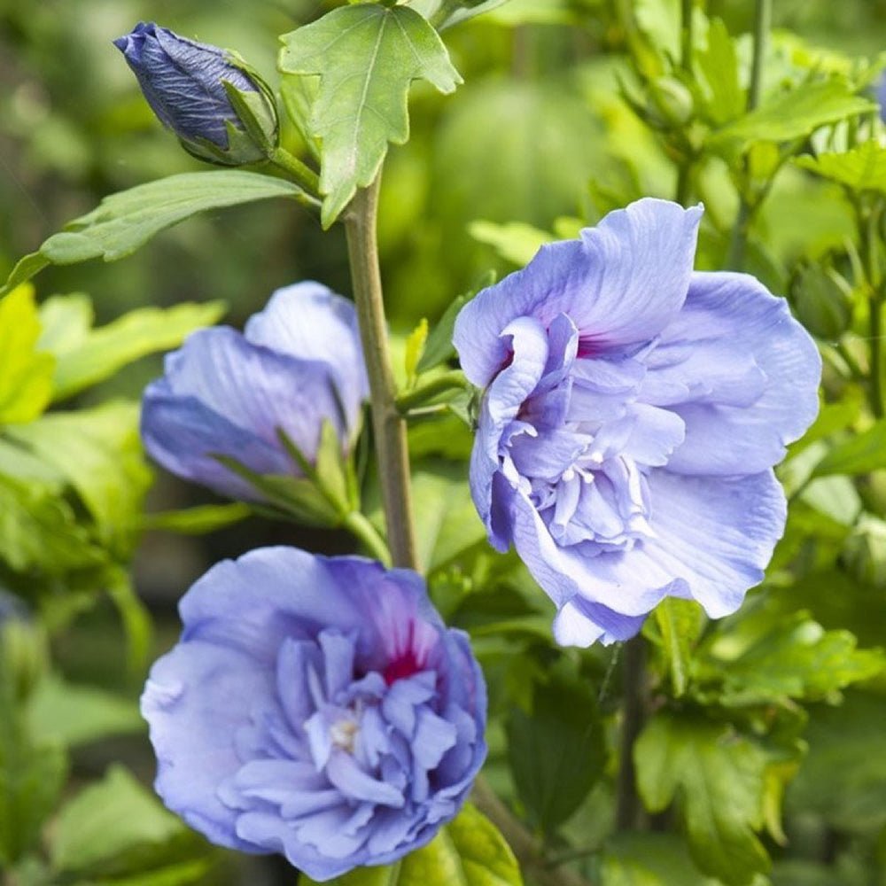 Hibiscus Blue Chifon - VERDENA-70-80 cm livrat in ghiveci de 3 L
