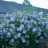 Hibiscus Blue Chifon - VERDENA-70-80 cm livrat in ghiveci de 3 L