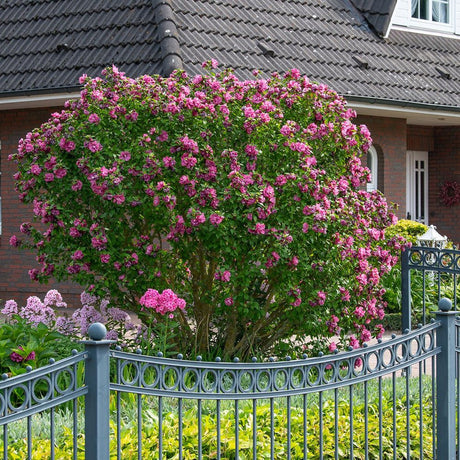 Hibiscus Magenta Chiffon - VERDENA-40-50 cm inaltime livrat in ghiveci de 3 L