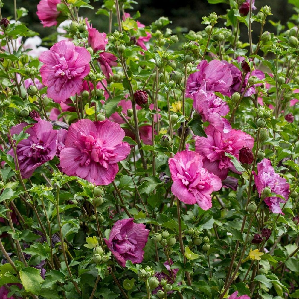 Hibiscus roz Magenta Chiffon | VERDENA