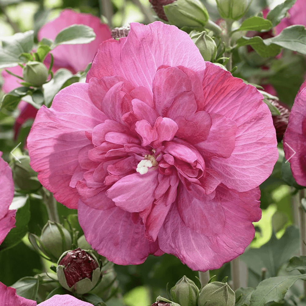 Hibiscus Magenta Chiffon - VERDENA-40-50 cm inaltime livrat in ghiveci de 3 L