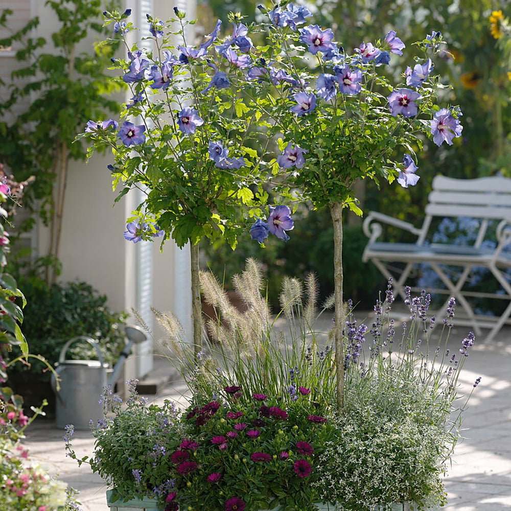 Hibiscus Oiseau Bleu - VERDENA-40 cm inaltime livrat in ghiveci de 3 L