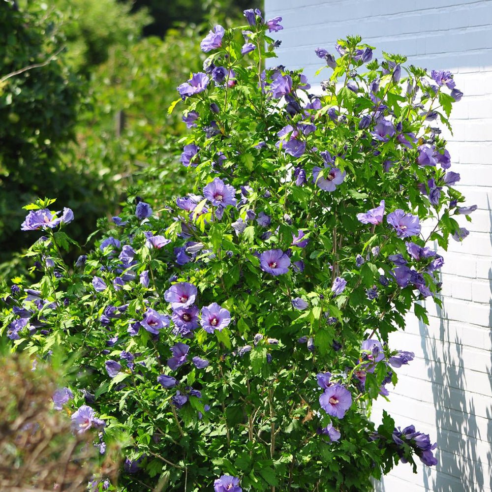 Hibiscus Oiseau Bleu - VERDENA-40 cm inaltime livrat in ghiveci de 3 L